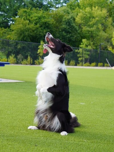 Dog Parks at Christiansburg Huckleberry Park - Christiansburg, VA