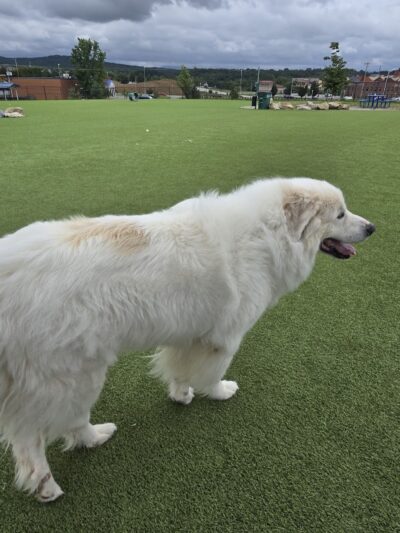 Dog Parks at Christiansburg Huckleberry Park - Christiansburg, VA