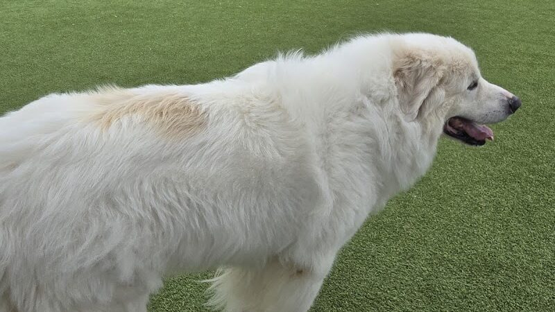 Dog Parks at Christiansburg Huckleberry Park - Christiansburg, VA