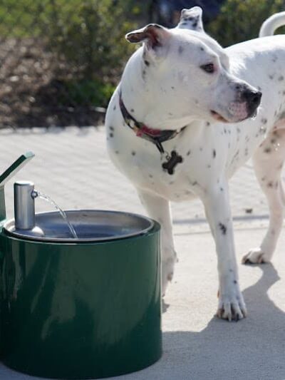 Dog Parks at Christiansburg Huckleberry Park - Christiansburg, VA
