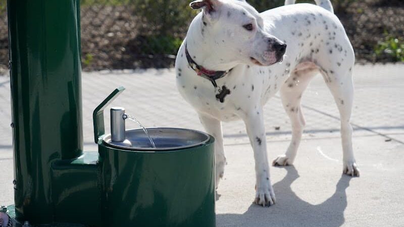 Dog Parks at Christiansburg Huckleberry Park - Christiansburg, VA