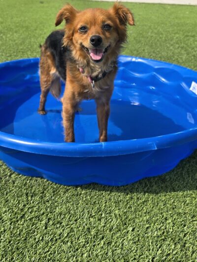 Dog Parks at Christiansburg Huckleberry Park - Christiansburg, VA