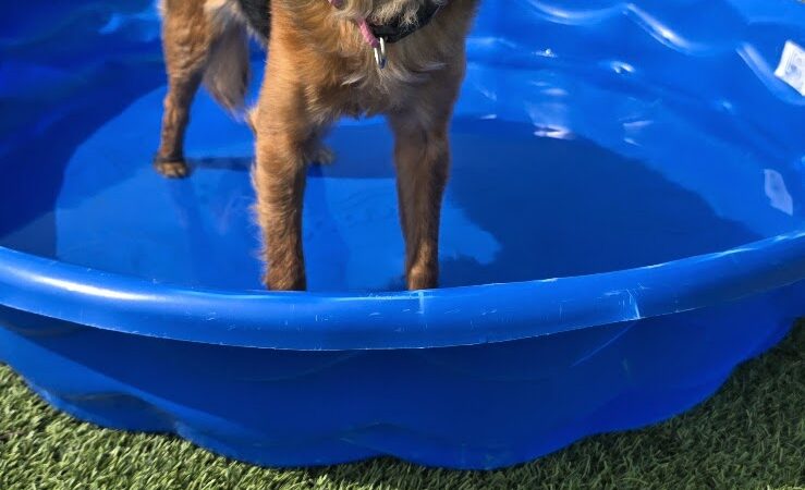 Dog Parks at Christiansburg Huckleberry Park - Christiansburg, VA