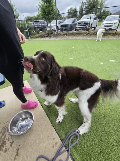 Dog Parks at Christiansburg Huckleberry Park - Christiansburg, VA
