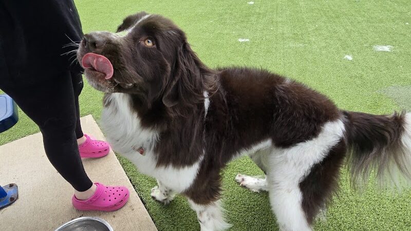 Dog Parks at Christiansburg Huckleberry Park - Christiansburg, VA