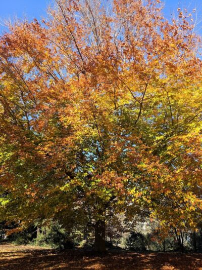 Annwood Park - Cincinnati, OH