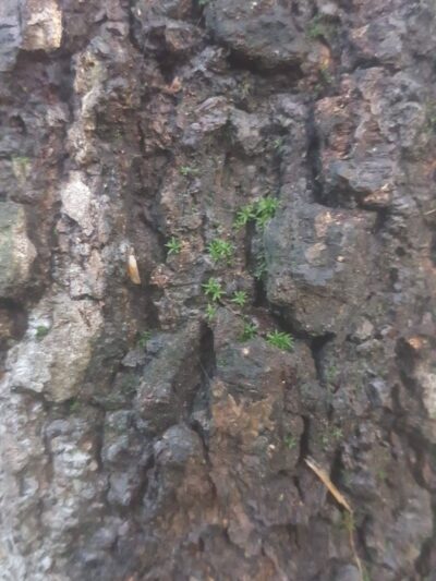 Annwood Park - Cincinnati, OH