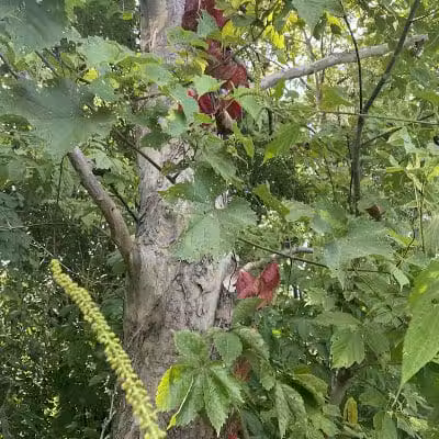Armleder Loop Trailhead - Cincinnati, OH