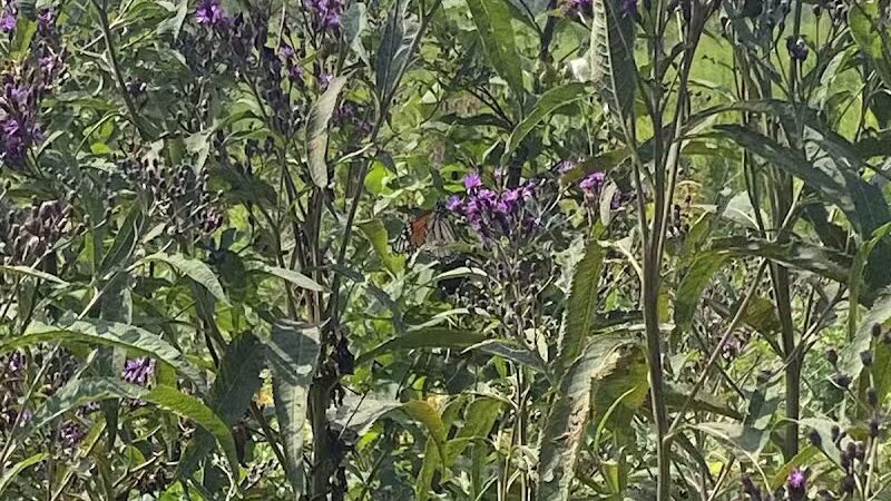 Armleder Loop Trailhead - Cincinnati, OH