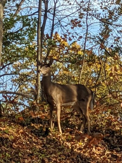 Avon Woods Nature Center - Cincinnati, OH