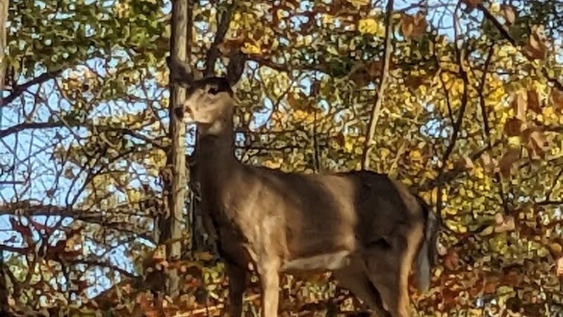 Avon Woods Nature Center - Cincinnati, OH
