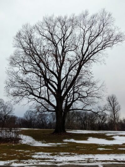 Avon Woods Nature Center - Cincinnati, OH