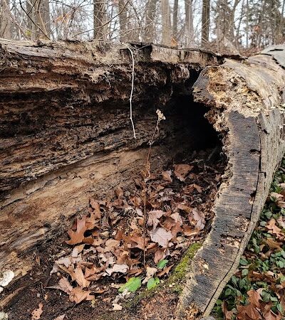 Avon Woods Nature Center - Cincinnati, OH