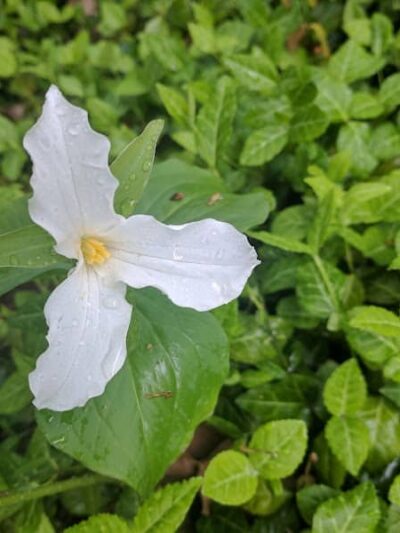 Avon Woods Nature Center - Cincinnati, OH