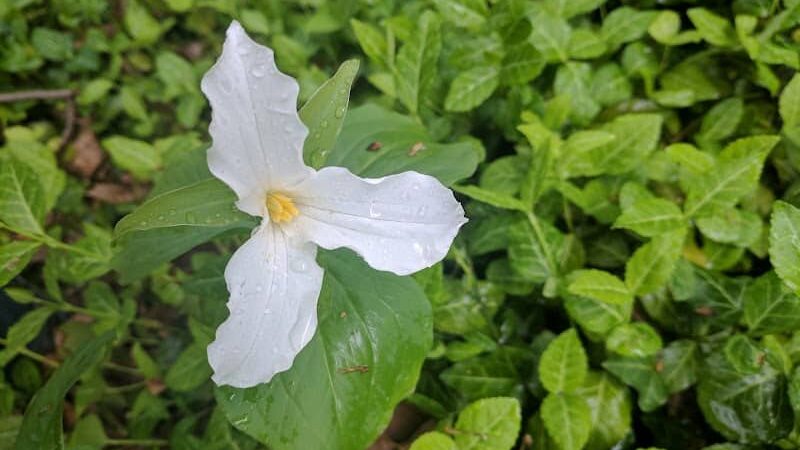 Avon Woods Nature Center - Cincinnati, OH
