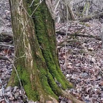 Badgley Run Park - Cincinnati, OH