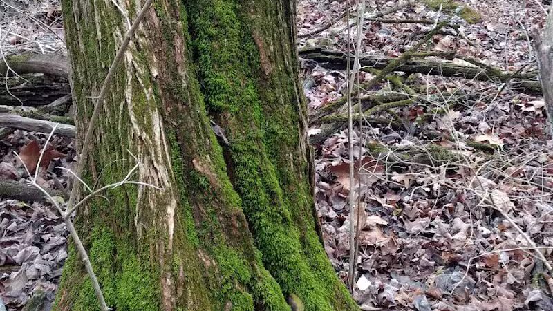 Badgley Run Park - Cincinnati, OH