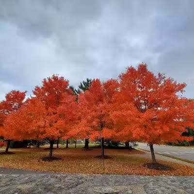 Bechtold Park - Cincinnati, OH