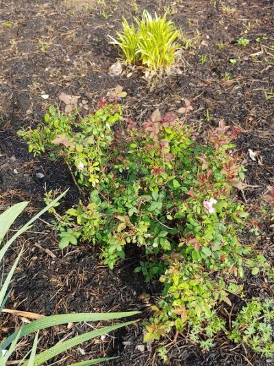 Bicentennial Green at Bauer Preserve - Cincinnati, OH