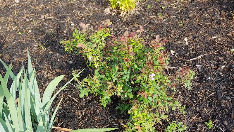 Bicentennial Green at Bauer Preserve - Cincinnati, OH