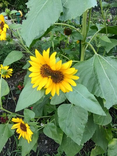 Bowdle Park - Cincinnati, OH