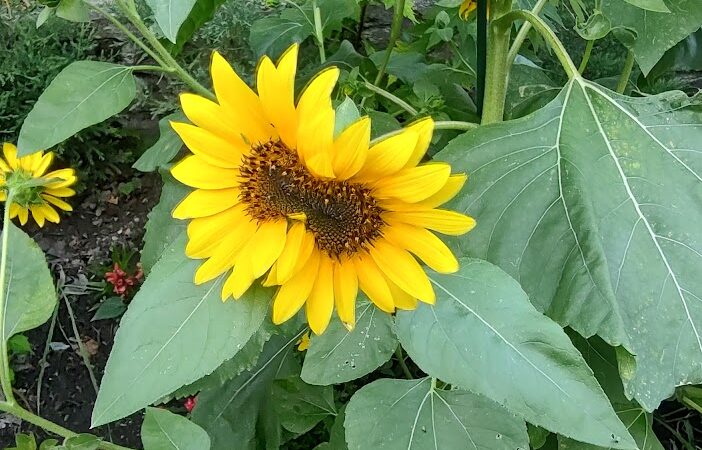 Bowdle Park - Cincinnati, OH