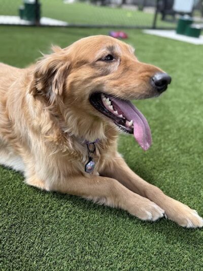 Brave Like Brayden Dog Park - Cincinnati, OH