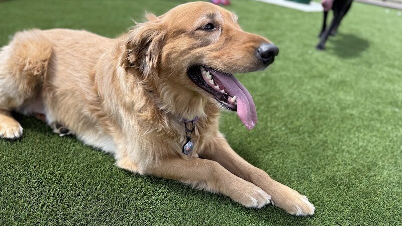 Brave Like Brayden Dog Park - Cincinnati, OH