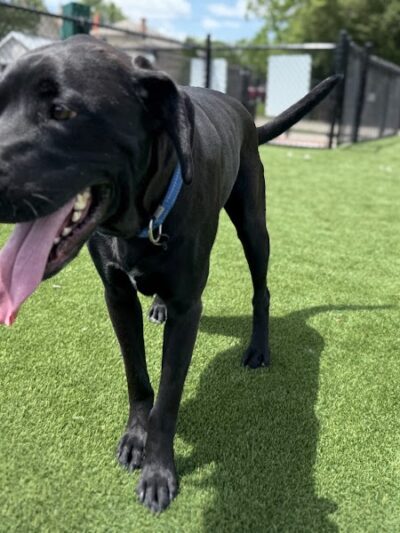 Brave Like Brayden Dog Park - Cincinnati, OH