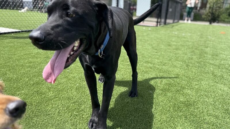 Brave Like Brayden Dog Park - Cincinnati, OH