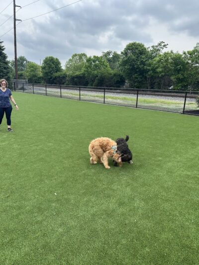 Brave Like Brayden Dog Park - Cincinnati, OH