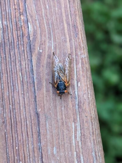 Bruening Park - Cincinnati, OH