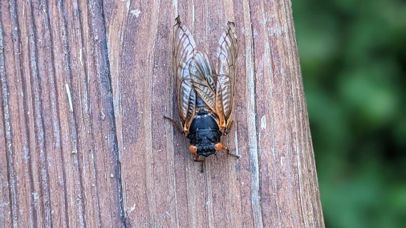 Bruening Park - Cincinnati, OH