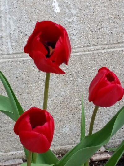 Bruening Park - Cincinnati, OH