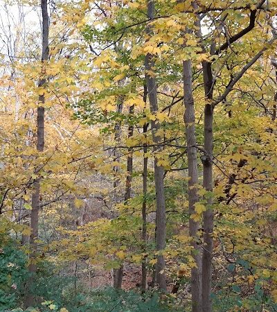 Bruening Park - Cincinnati, OH