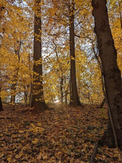 Burnet Woods - Cincinnati, OH