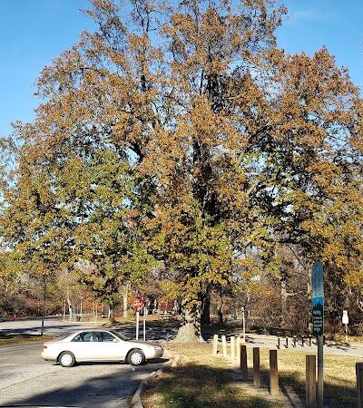 Burnet Woods - Cincinnati, OH