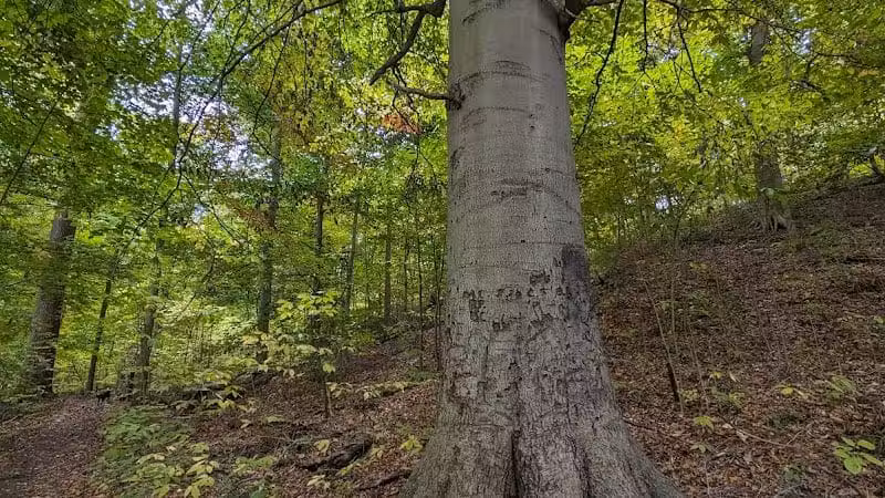 Buttercup Valley Preserve - Cincinnati, OH