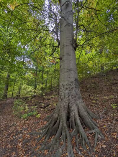 Buttercup Valley Preserve - Cincinnati, OH