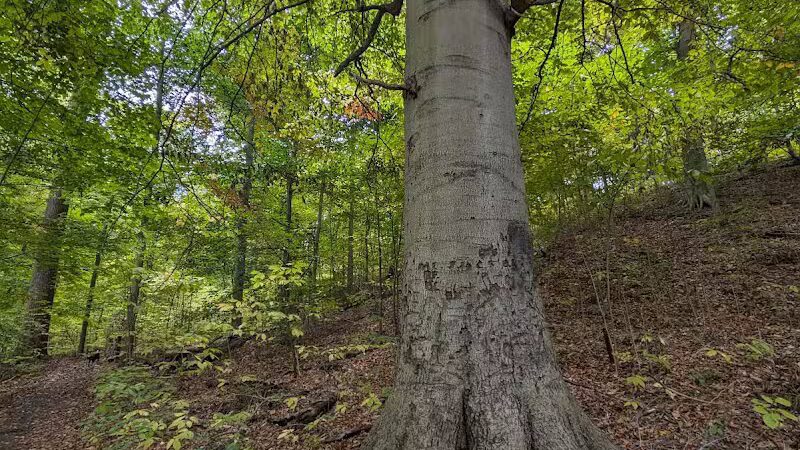 Buttercup Valley Preserve - Cincinnati, OH