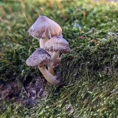Buttercup Valley Preserve - Cincinnati, OH