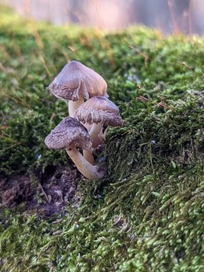 Buttercup Valley Preserve - Cincinnati, OH