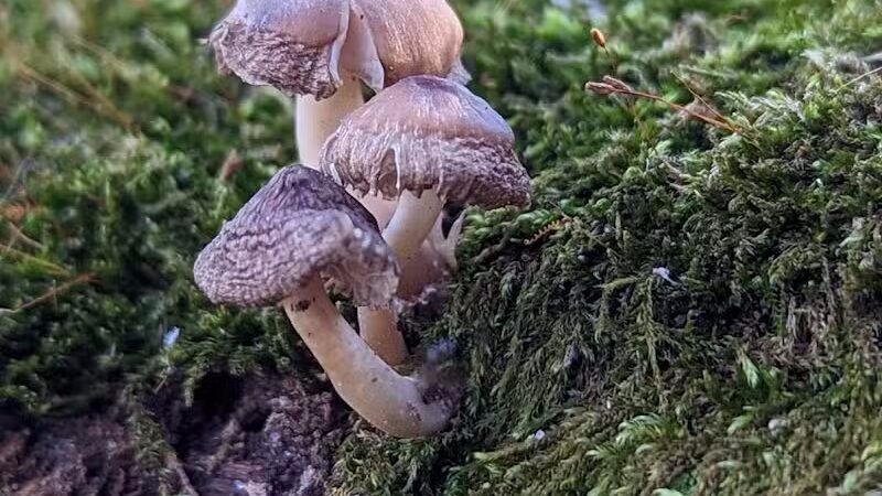Buttercup Valley Preserve - Cincinnati, OH
