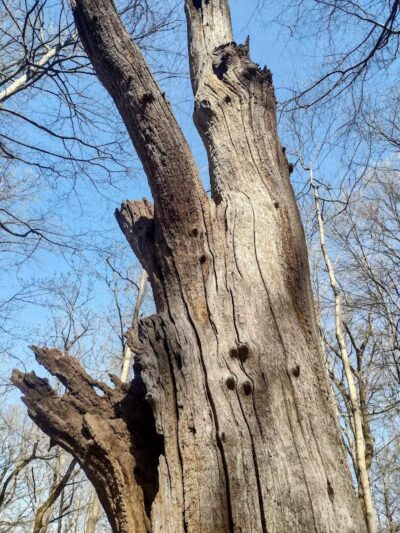 Buttercup Valley Preserve - Cincinnati, OH