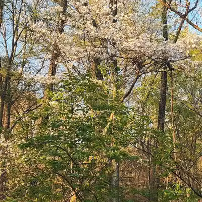 Buttercup Valley Preserve - Cincinnati, OH