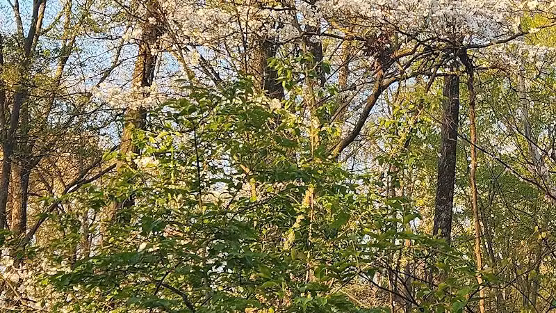 Buttercup Valley Preserve - Cincinnati, OH