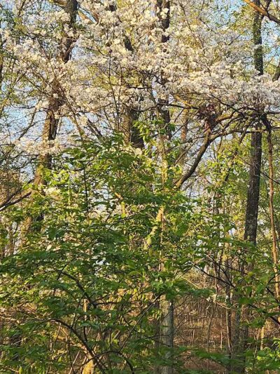 Buttercup Valley Preserve - Cincinnati, OH