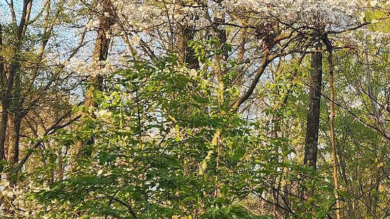 Buttercup Valley Preserve - Cincinnati, OH