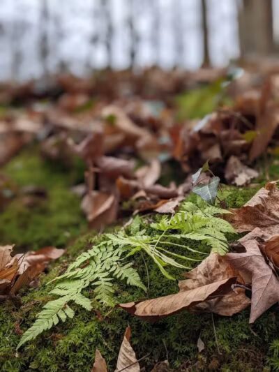 Buttercup Valley Preserve - Cincinnati, OH