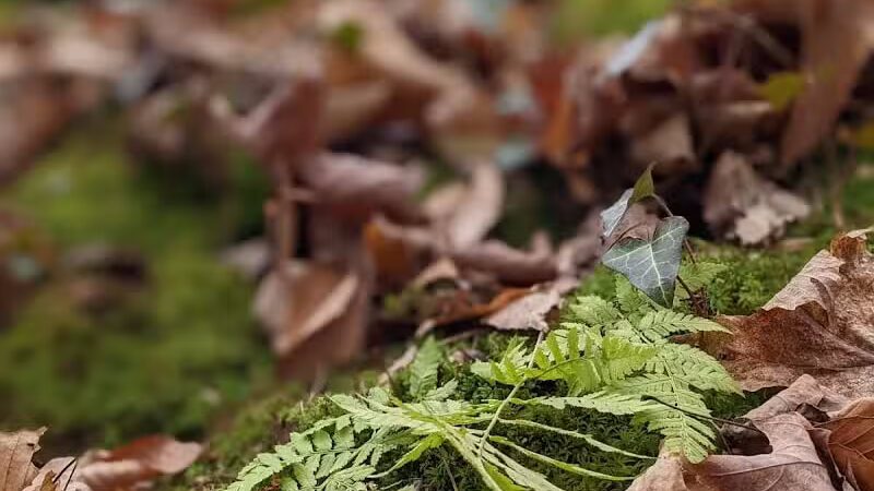 Buttercup Valley Preserve - Cincinnati, OH